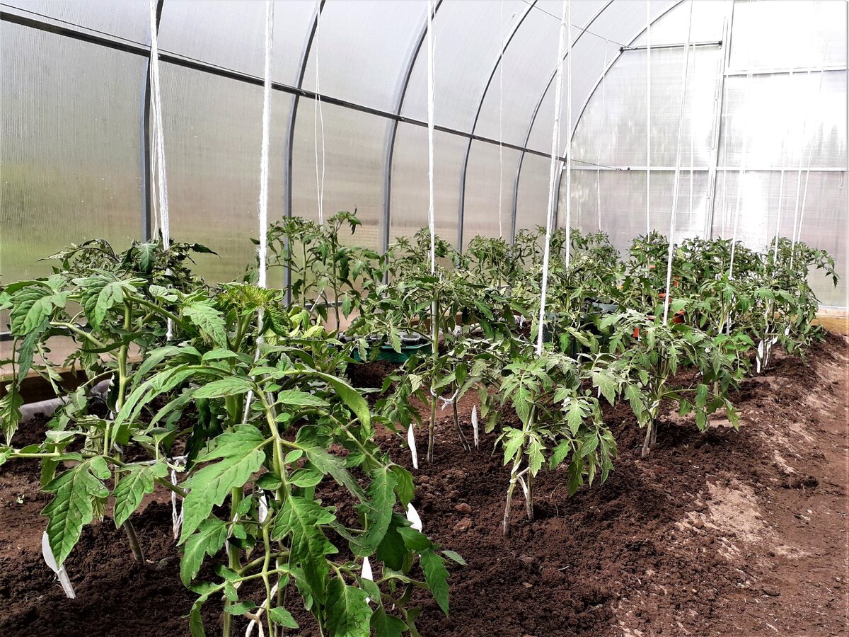 Как правильно выращивать помидоры в теплице из поликарбоната для начинающих видео и фото пошагово