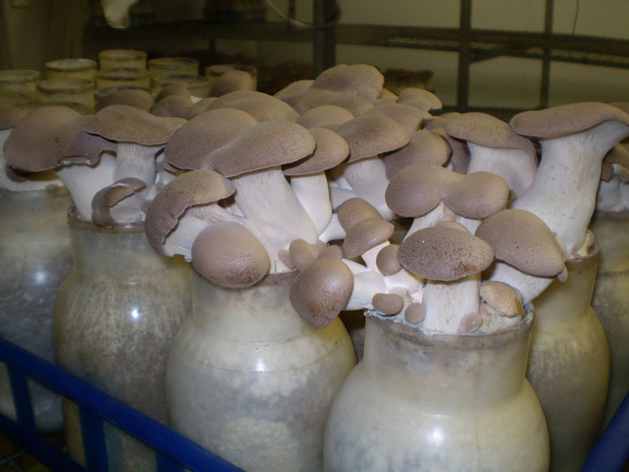 Выращивание грибов в теплице: как выращивать, белые, вешенки, шампиньоны