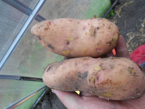 Картофель лапоть: описание сорта с фото, правила выращивания и отзывы
