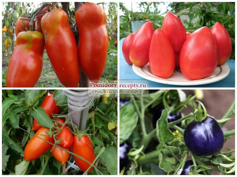 Лучшие сорта томатов для теплиц из поликарбоната: выбираем самые подходящие » eтеплица