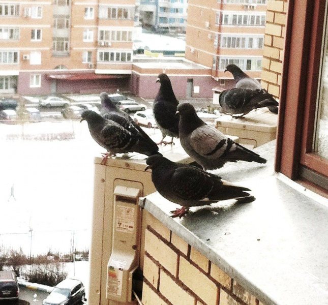 Как выгнать птиц из-под крыши дома: 5 проверенных способов