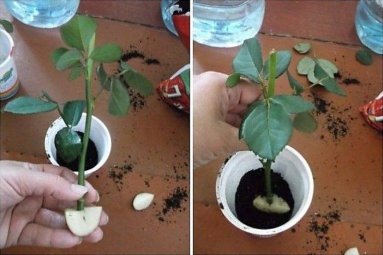 Комнатная роза: нюансы ухода в домашних условиях