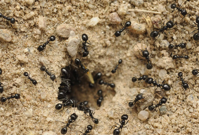 Садовые муравьи на дачном участке и огороде: как от них избавиться