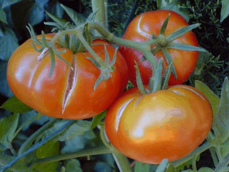 Как избежать растрескивания помидоров при созревании в теплице