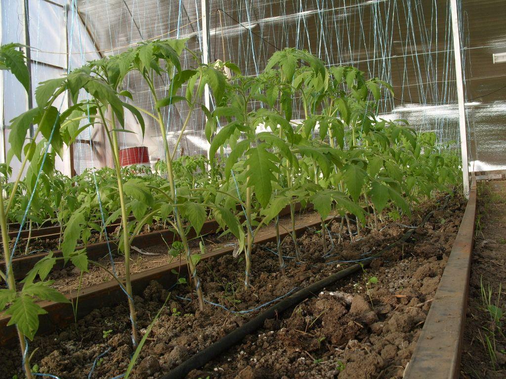 Выращивание томатов в теплице из поликарбоната: основные правила и секреты