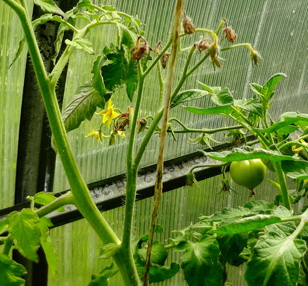 Почему осыпается завязь на томатах? основые причины, профилактика. фото — ботаничка