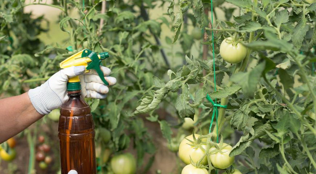 Опрыскивание помидоров для хорошей завязи: народные средства и стимуляторы для обильного урожая