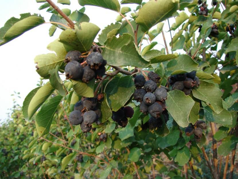 Лучшие сорта ягоды ирги: подборка 15 самых неприхотливых, крупноплодных, зимостойких