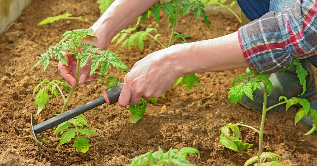 Как посадить и ухаживать за помидорами в теплице из поликарбоната до урожая