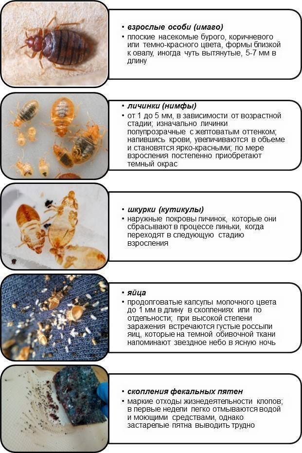 Чего боятся клопы или 10 проверенных методов избавления от клопов в доме