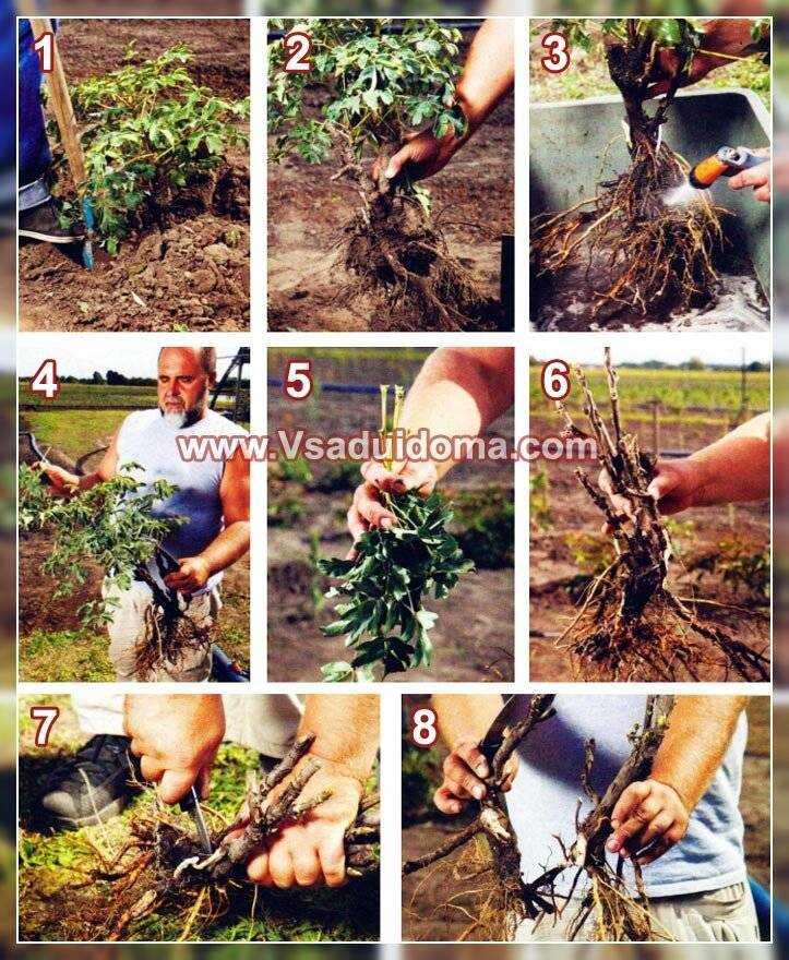 Древовидные пионы (70 фото): сорта, правильный уход и выращивание