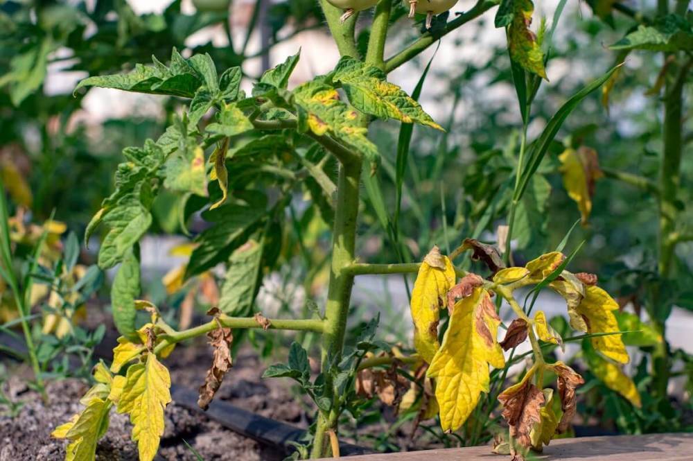 Почему желтеют листья у помидор: что делать если желтеют листья у помидор в теплице и открытом грунте