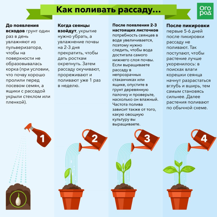 Сколько раз необходимо поливать теплицу: 3 правила