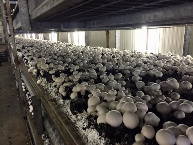 Свой бизнес: выращивание и продажа грибов (вешенок и шампиньонов)