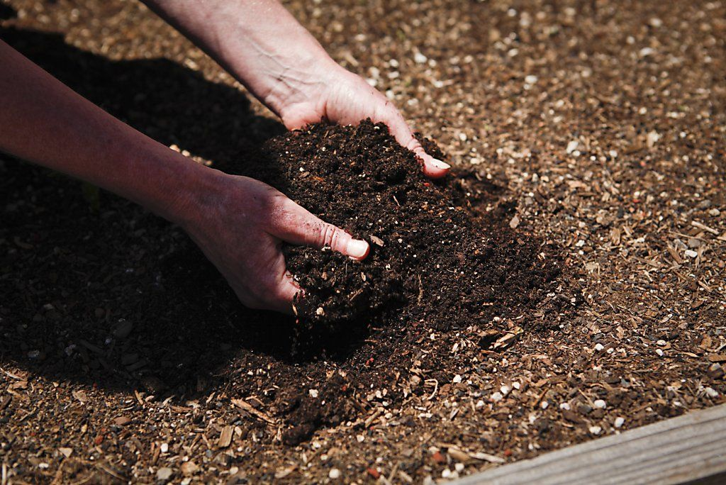 Посев горчицы для удобрения почвы осенью и весной: польза и вред, когда сажать?