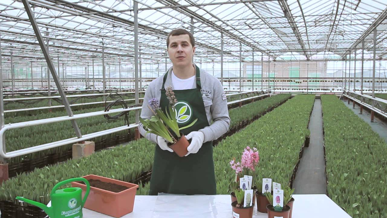 Выращивание тюльпанов как бизнес