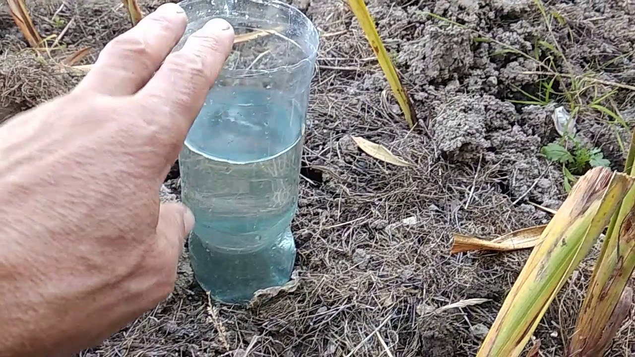 Как сделать капельный полив из пластиковых бутылок на одну неделю