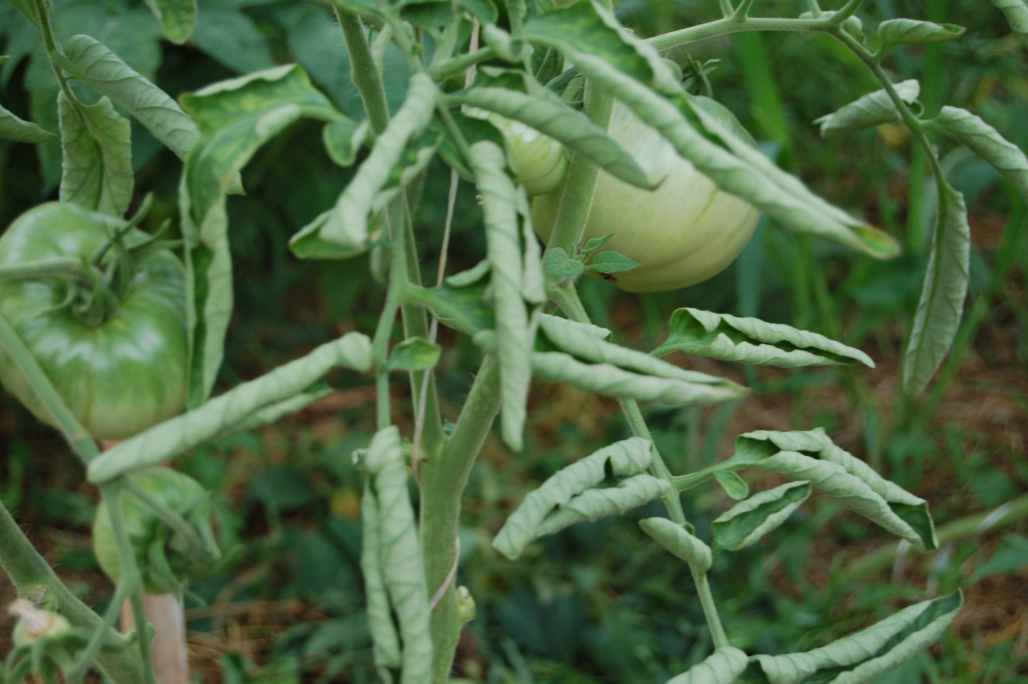 Макушки помидоров скручиваются листья фото и их лечение