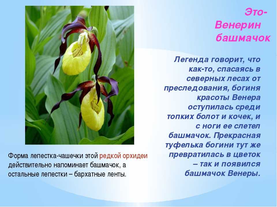 Венерин башмачок. пафиопедилум. выращивание и уход в домашних условиях