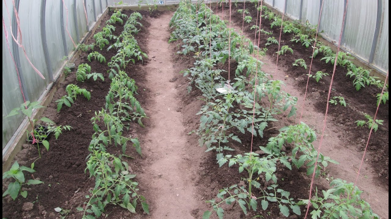 Можно ли в одной теплице посадить 2 культуры из ряда томаты-огурцы-перцы-бакл ажаны  и какое их сочетание возможно? / асиенда.ру