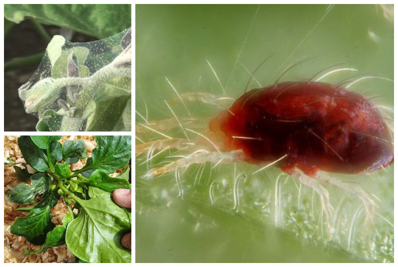 Паутинный клещ на томатах – признаки поражения, фото, меры борьбы в теплице и открытом грунте