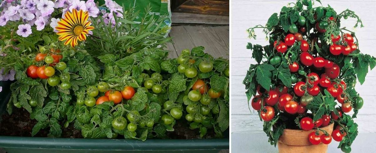 Лучшие сорта томатов для выращивания на подоконнике или балконе. как посадить и вырастить помидоры на балконе: лучшие сорта и пошаговая инструкция