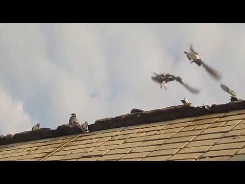 Как избавляются от голубей на балконе: отпугиваем и отваживаем