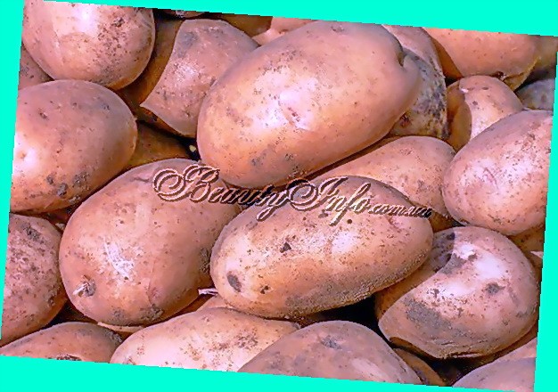 Среднеранний сорт картофеля «красавчик» с потрясающим вкусом