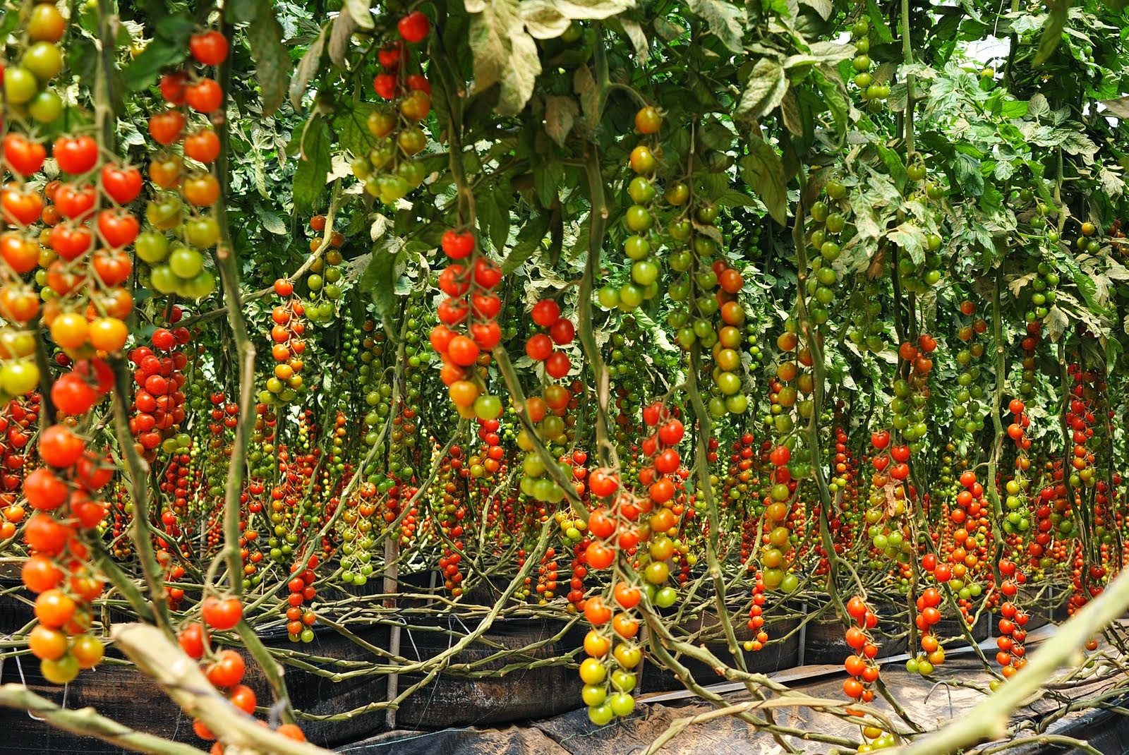 Качественные высокорослые томаты для теплиц: высокоурожайные сорта