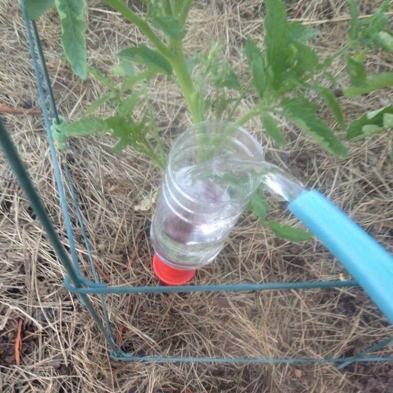 Как правильно поливать помидоры в теплице из поликарбоната как часто поливать томаты в теплице видео