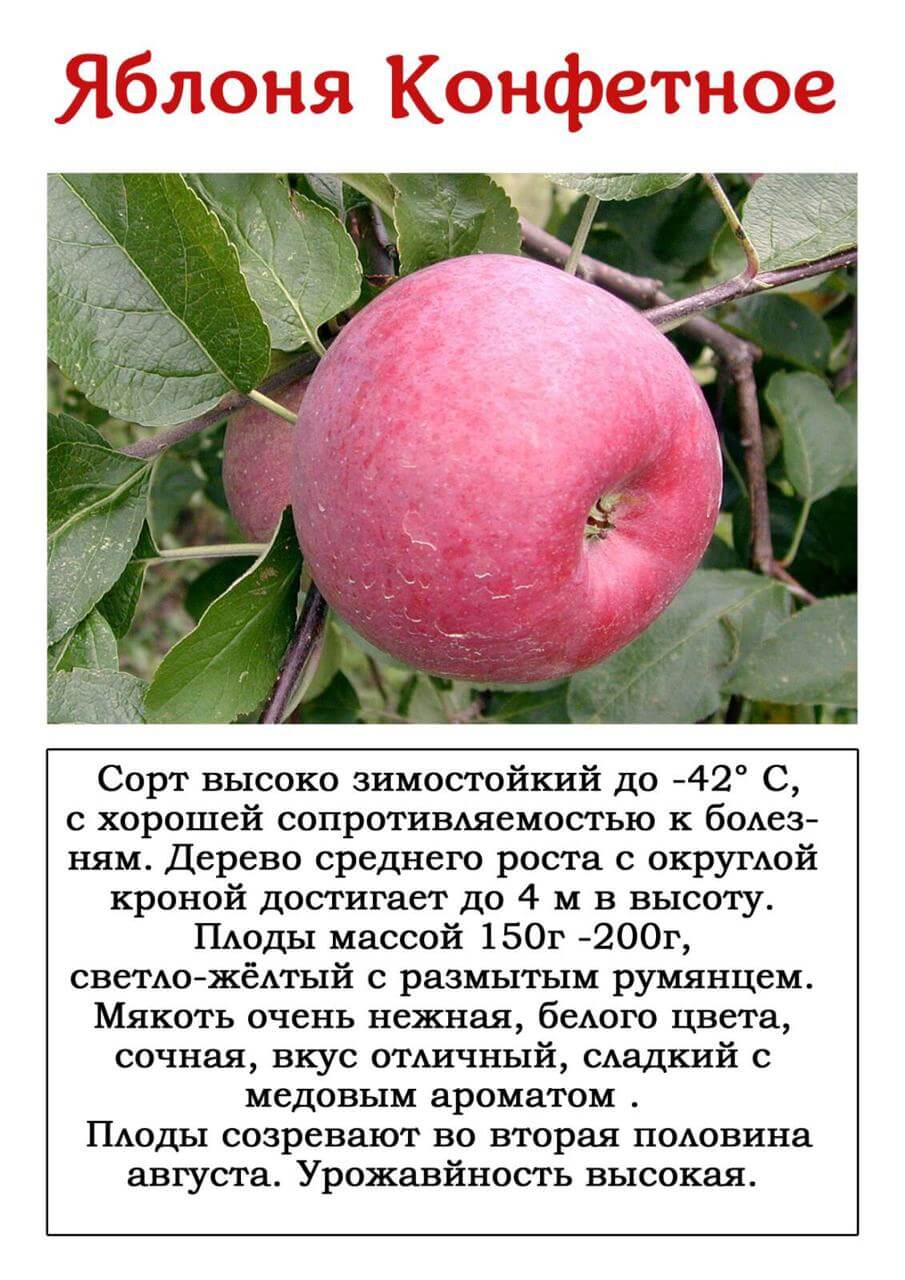 Летние сорта яблонь и их фото с названием и описанием