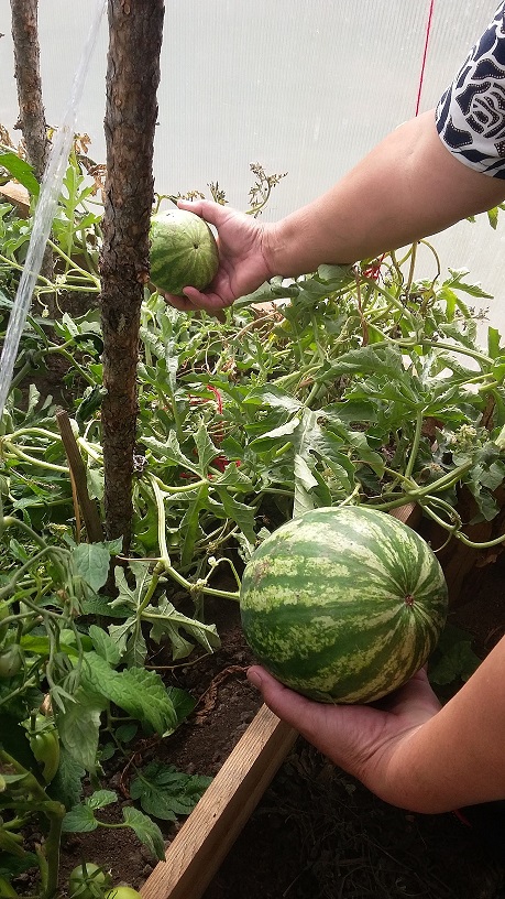 Как посадить и вырастить арбуз в открытом грунте