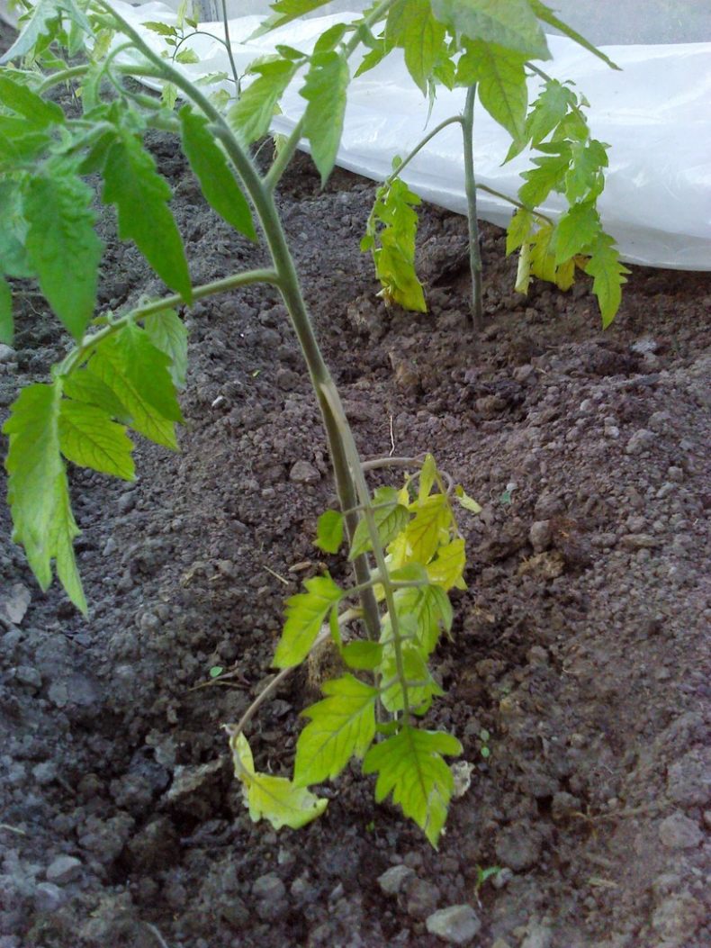 Почему желтеют и сохнут листья у помидоров