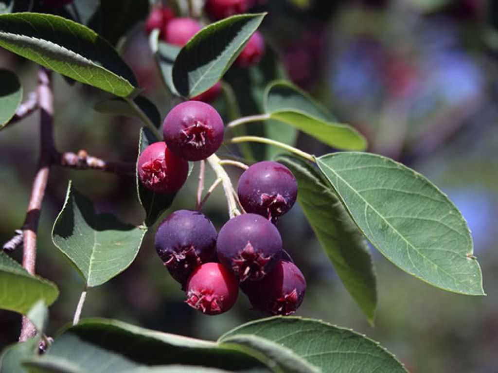 Посадка саженца ирги в открытый грунт весной: схема, сроки, подготовка