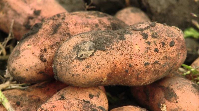 Сорт картофеля лапоть отзыв из советстких времен
