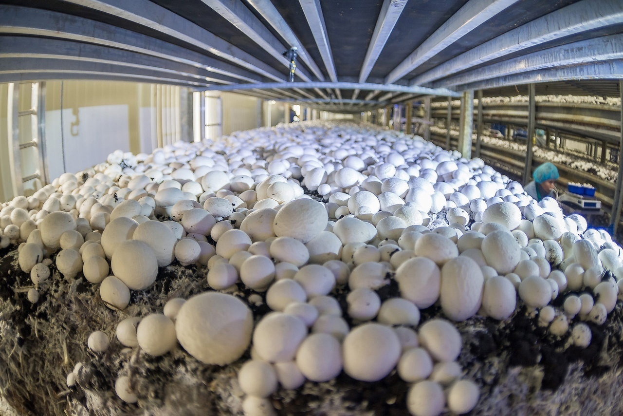 Выращивание грибов в теплице на даче круглый год: технология разведения