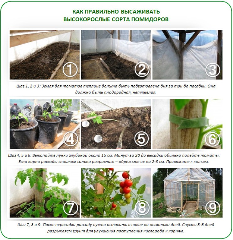 Высадка рассады помидоров в теплицу и открытый грунт: сроки, общие правила и отличия