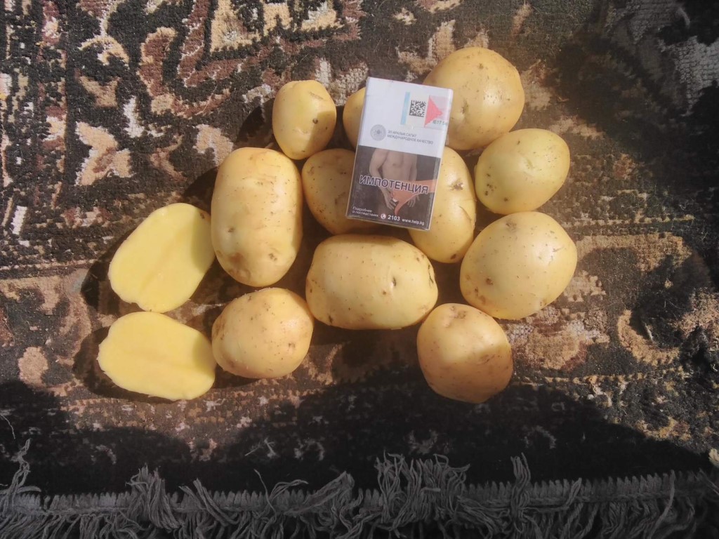 Сорта картофеля для сибири фото и описание