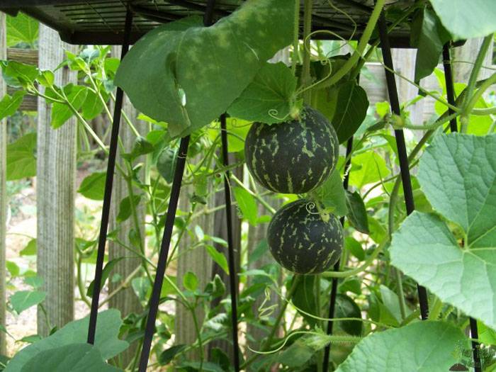 Выращивание арбузов в теплице из поликарбоната в сибири и на урале в 2022 году на гудгрунт