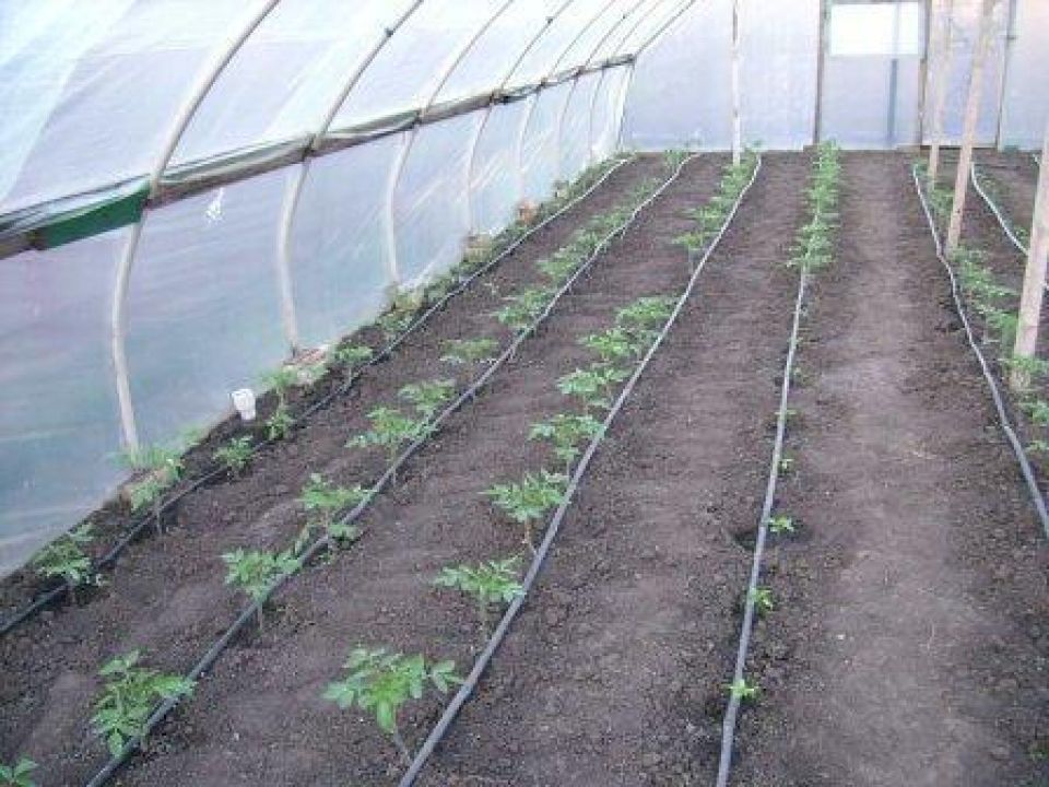 Как высадить помидоры в теплицу правильно пошагово фото