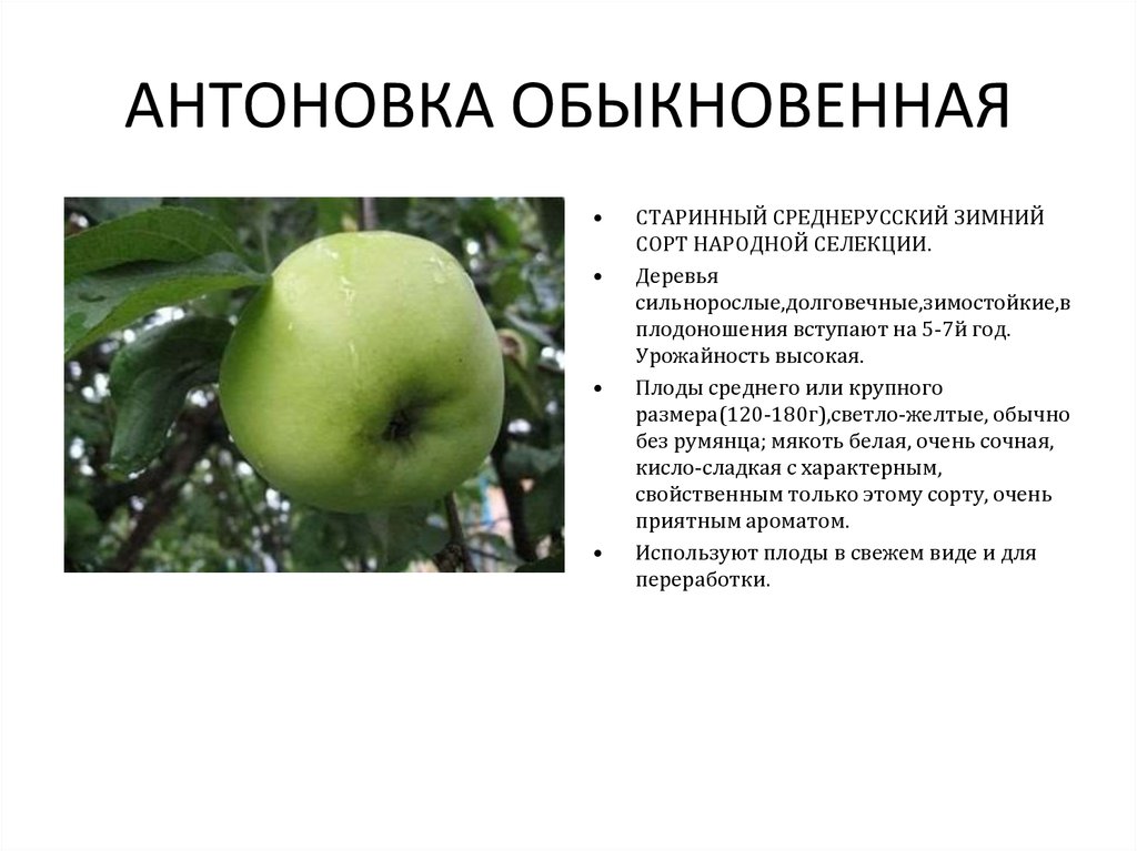 Сладкое счастье: подборка ранних сортов яблонь для разных регионов России