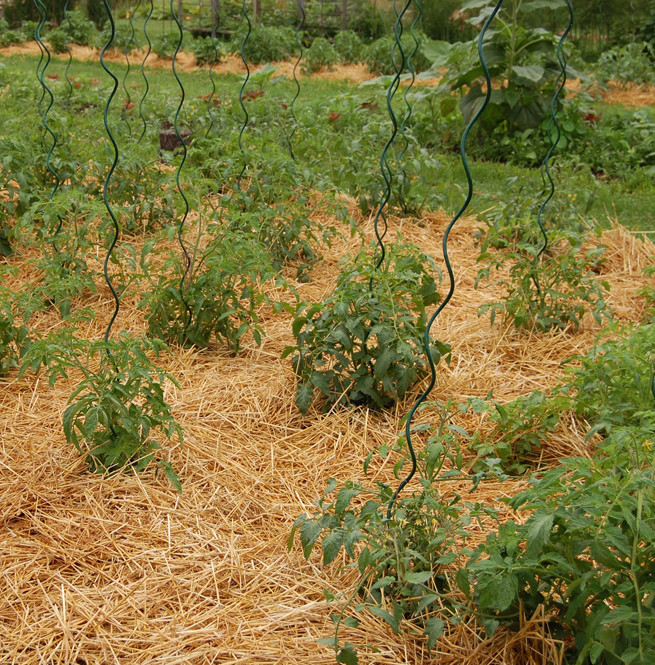 Правильно проведенное мульчирование помидор — залог хорошего урожая и экономия трудозатрат — фазенда