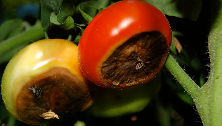 Чем обработать помидоры от вершинной гнили плодов: препараты, народные средства