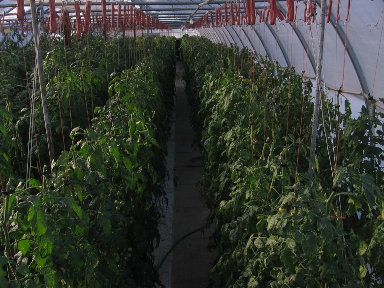 Как вырастить овощи в теплице? | cельхозпортал