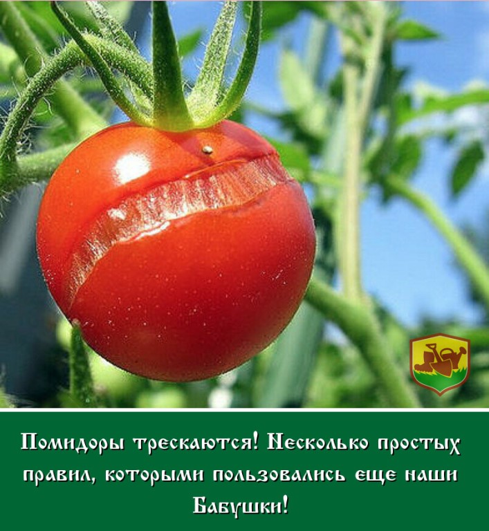 Почему трескаются помидоры в теплице: 5 причин