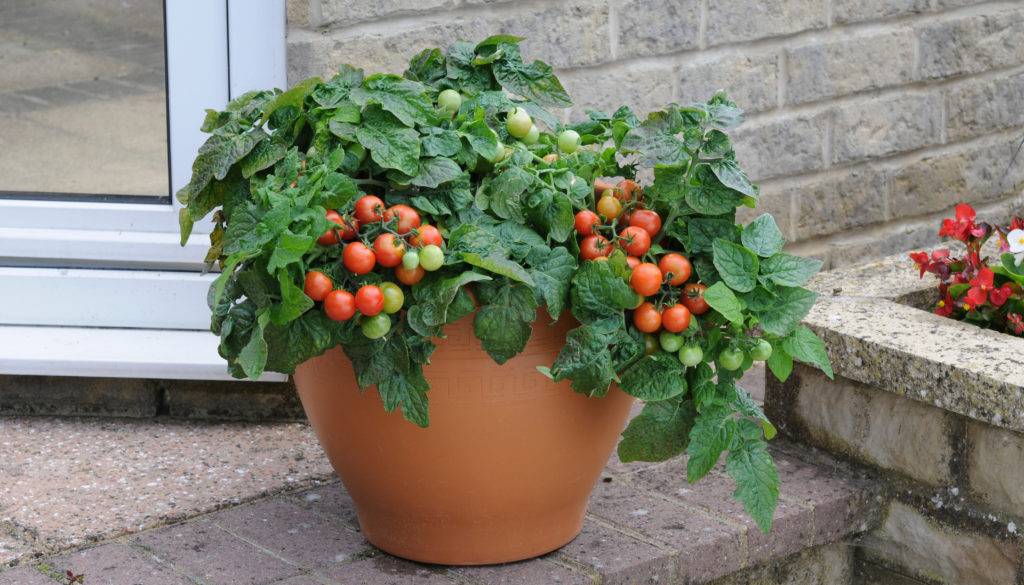 Выращивание томатов черри в домашних условиях