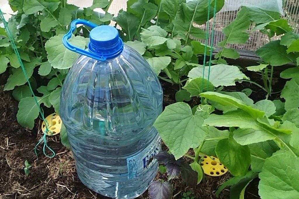 Полив огурцов в теплице и в грунте — как правильно это делать. простой способ капельного полива растений из пластиковых бутылок