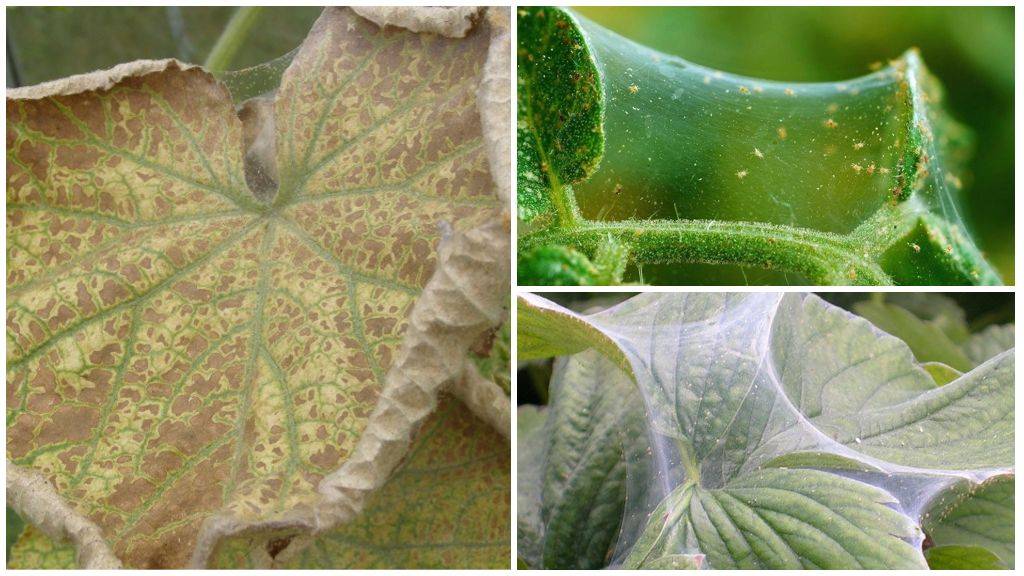 Борьба с паутинным клещом в теплице: как избавиться, обработка осенью и весной, профилактические меры