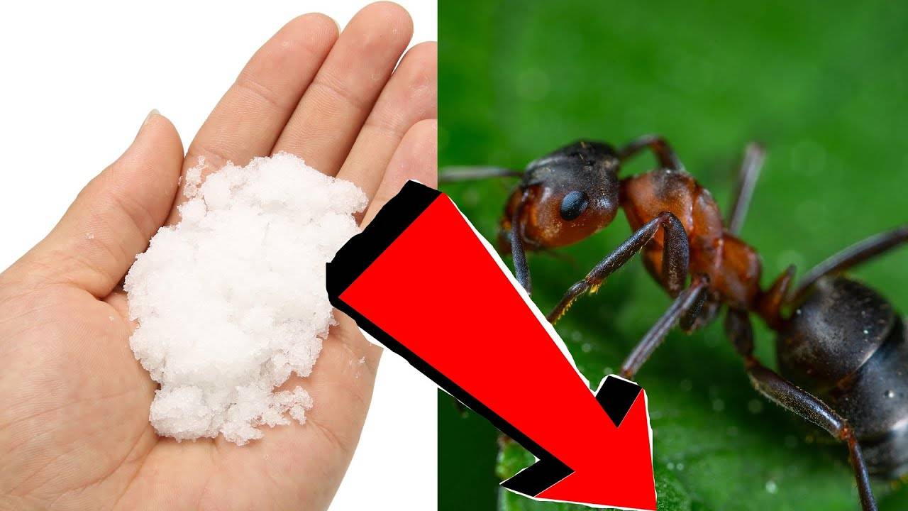 Как избавиться от муравьев. проверенные способы.