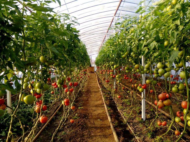 Выращиваем помидоры в парнике: 10 советов для начинающих